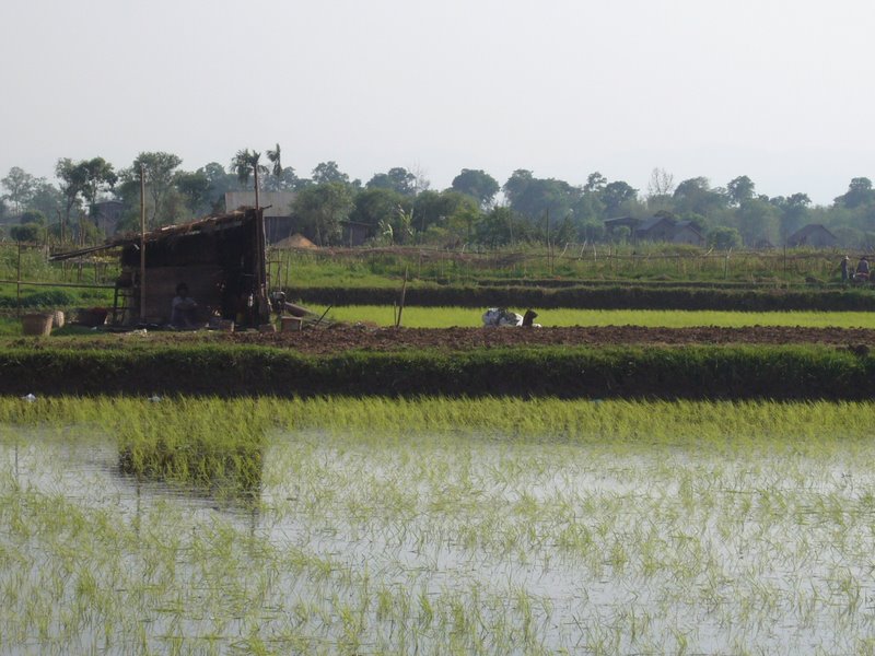 RIce fields are everywhere. The huts are on raised land in between fields.
